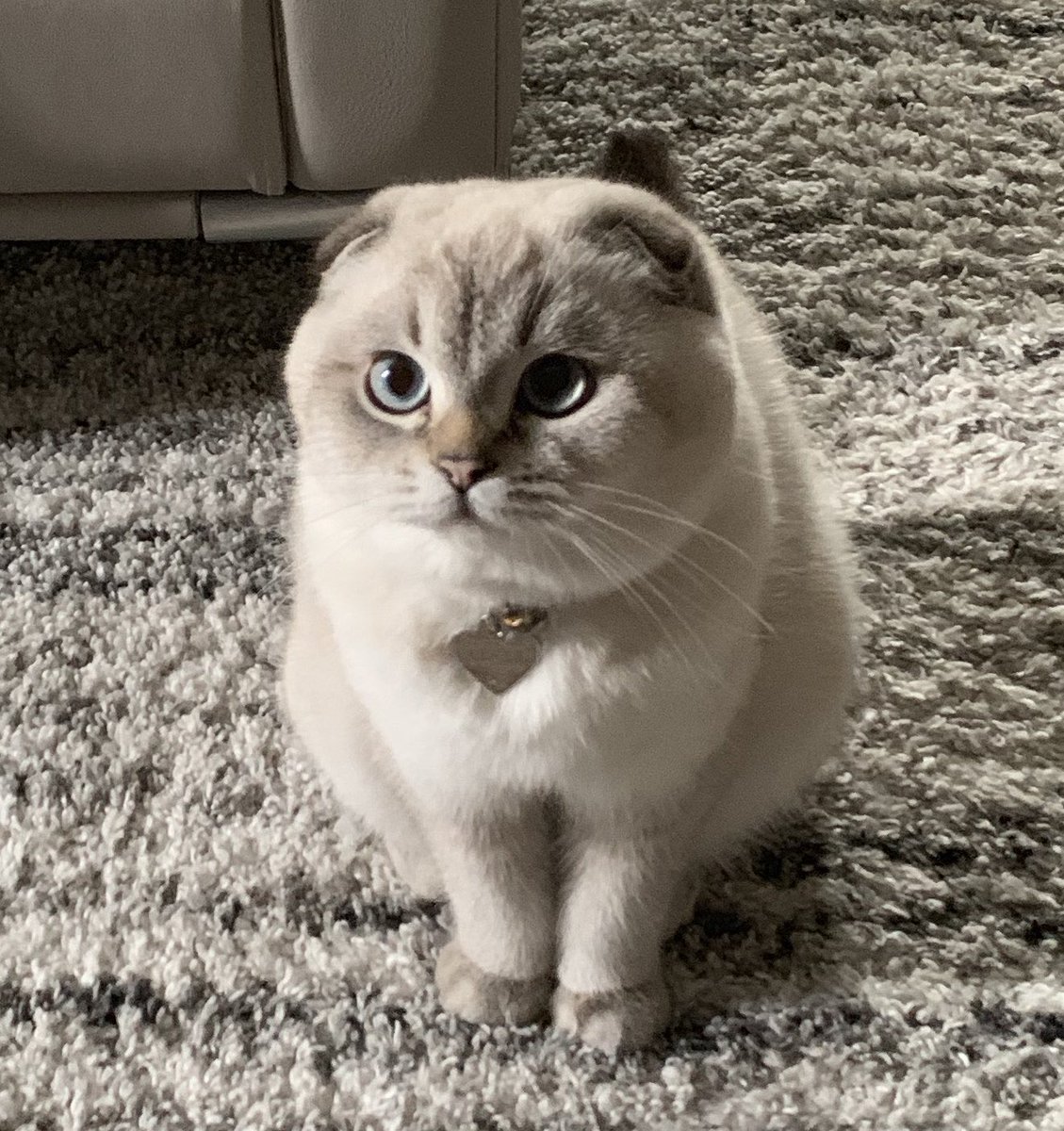 เดินเข้ามาในห้องก็เจอก้อนก้อนนึง น้อนทำหน้าก้อนแบบนี้ต้องการอะไรค้าบบบลูกกกกก555555555555