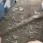 インコにお札をビリビリにされた結果、地獄のパズルをやるはめに!