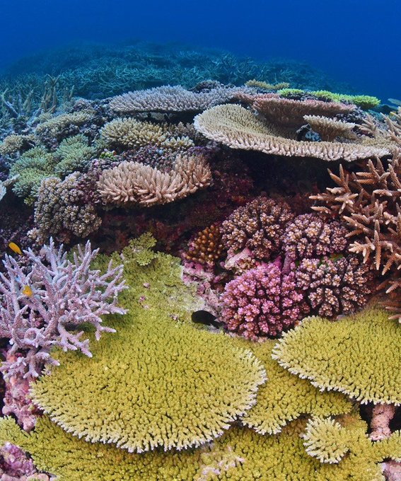 Citizens of the Great Barrier Reef: Unite for the Reef