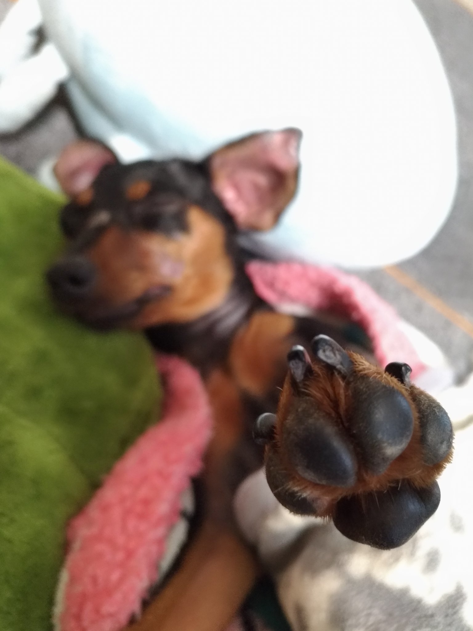 犬の匂いが好き Twitter Search Twitter