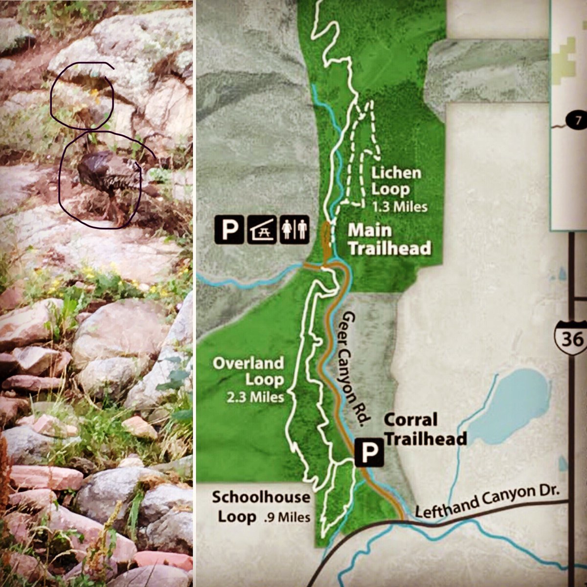 SalesMachine777's tweet image. 👀 a turkey family (8babies &amp;amp; 2adults) hiking today!🥰
.
.
.
.
@BoulderCountyOS #boulder #boulderco #bouldercolorado #colorado #frontrange #bouldercounty #turkey #turkeys #hike #hiking #hiker #hikers #mindfulness