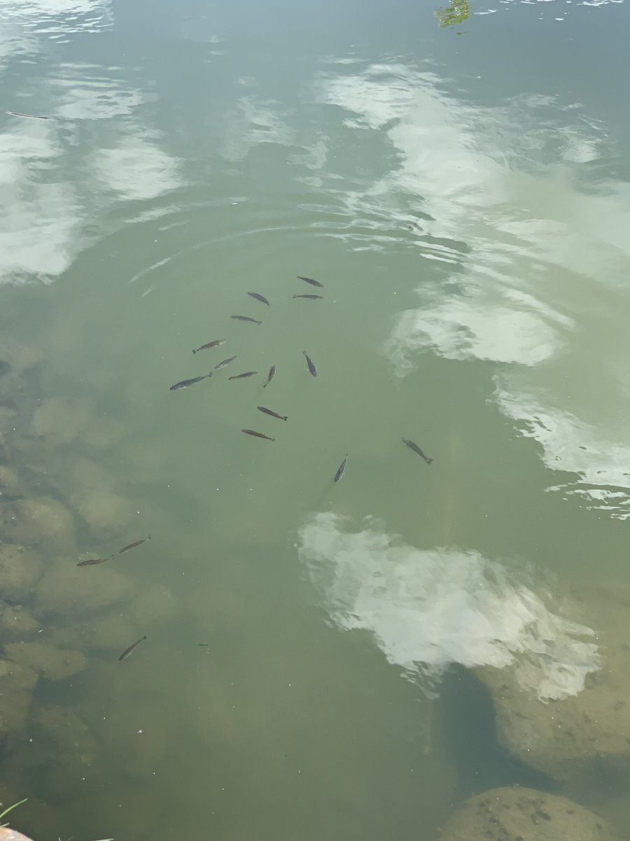 あもー 近所の水路 去年はワームに食って来るサイズだったのに今年は2インチセンコーでも丸呑みできないサイズ 年々サイズ縮む感じか 笑 埼玉バス釣り 見えバス T Co Ix6lrkum4o Twitter あもー 近所の水路 去年はワームに食って来るサイズだったのに今年は2インチセンコーでも丸呑みできないサイズ 年々サイズ縮む感じか 笑 埼玉バス釣り 見えバス T Co Ix6lrkum4o Twitter