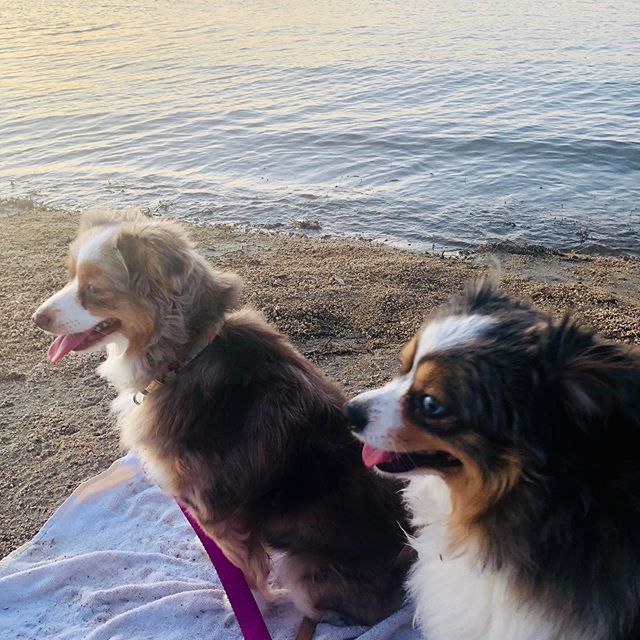 DailyGrindRdf's tweet photo. ❤️ #aussie #watchdog #lakefrontliving #waterbabies https://t.co/0BeWtJtOcW https://t.co/q55hgNGjww