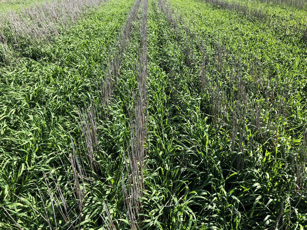 CropDoctor54's tweet photo. You canβt feel anything but pride & happiness in this paddock!
#compass #stripperfront #booming #cmonrain https://t.co/olTcqMJr4b
