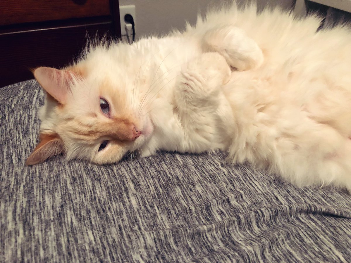 MissMoonster's tweet photo. If you donβt bury your face in your cats fluff for comfort what are you doing? #catfluff https://t.co/ABRnxwhaFx