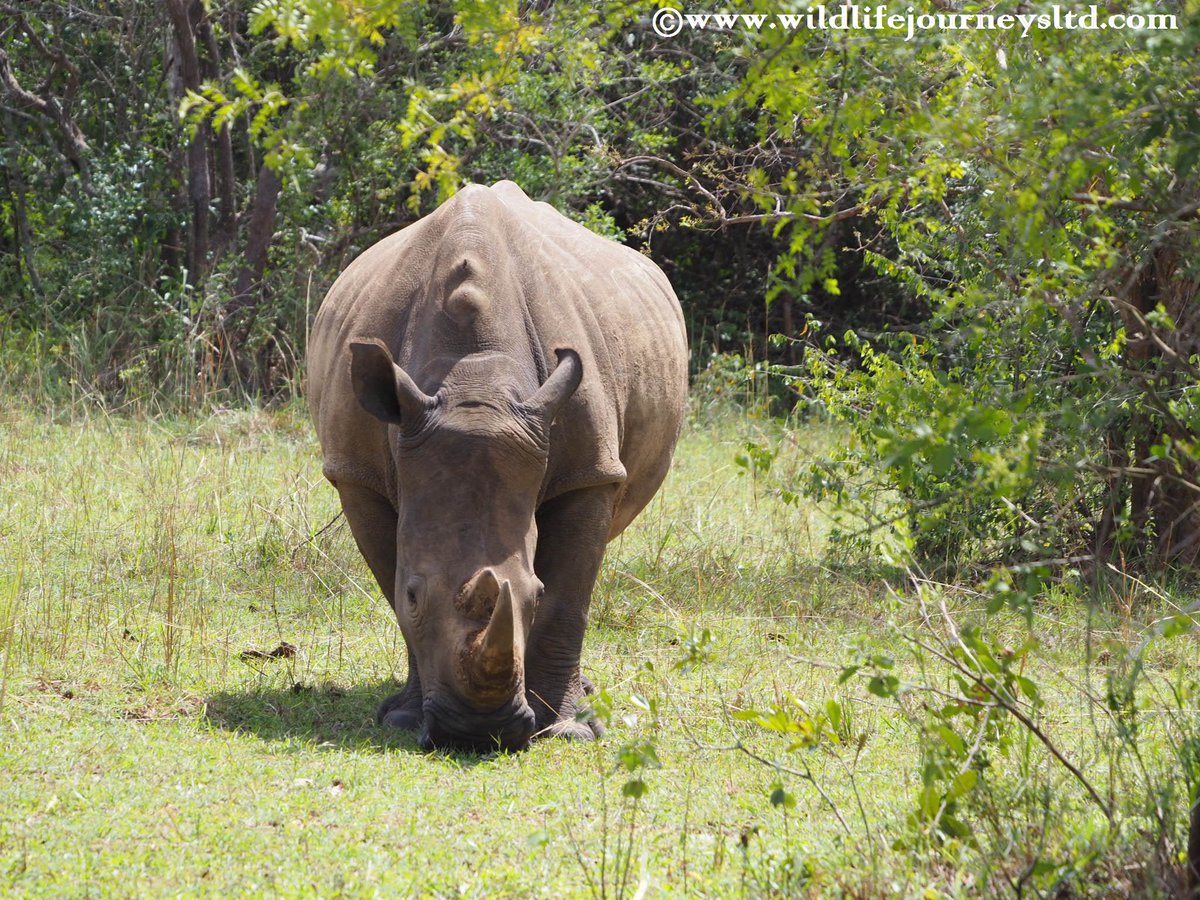 Travel with Wildlife Journeys Ltd tweet media