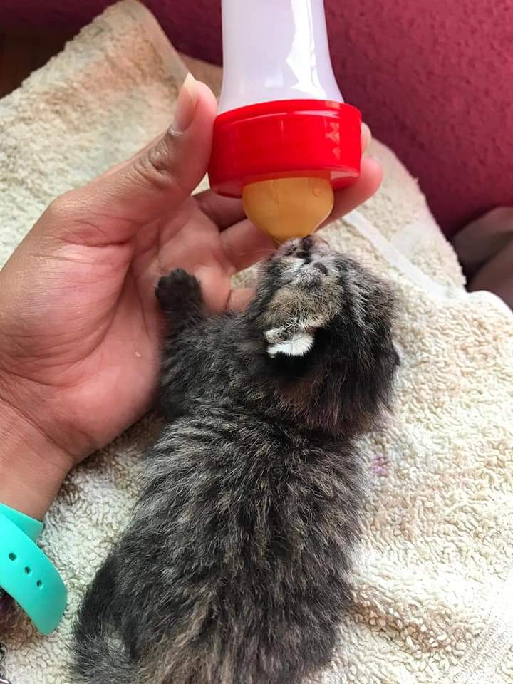 4PatasJumilla's tweet image. ¡URGENTE! Hoy se quedan sin acogida y necesitan biberón. Son 3 de los 12 gatitos que tiraron en la puerta del albergue recién nacidos. ¿Alguien puede ayudarles? Sin bibes no pueden sobrevivir 😔
Están en #Jumilla (#Murcia). 
Contacto: 656989417