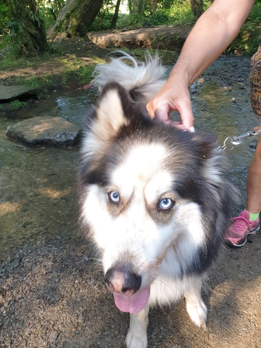 88+ Siberian Husky Samoyed Mix