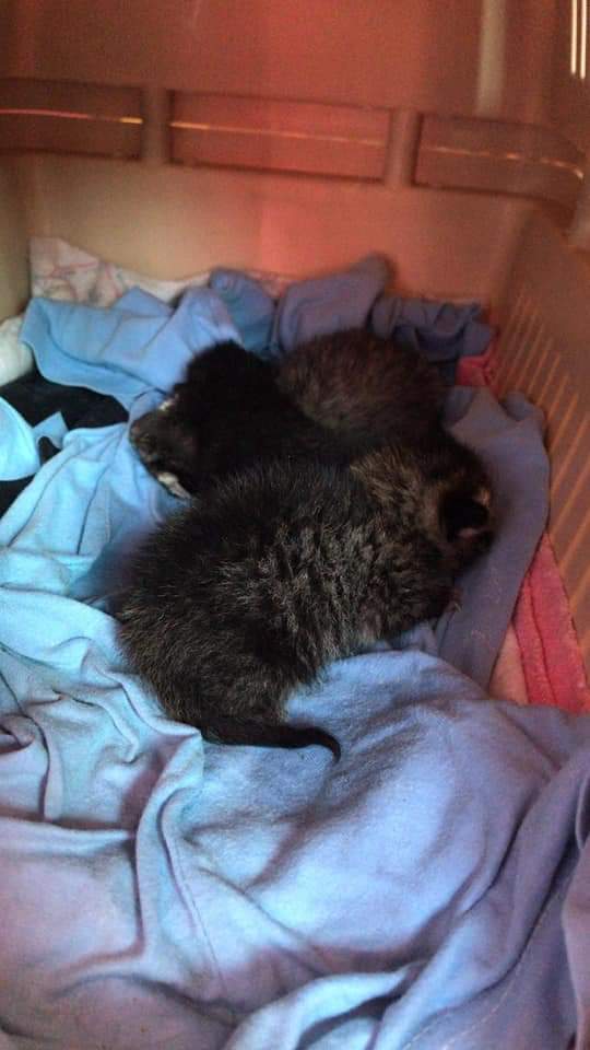 4PatasJumilla's tweet image. ¡URGENTE! Hoy se quedan sin acogida y necesitan biberón. Son 3 de los 12 gatitos que tiraron en la puerta del albergue recién nacidos. ¿Alguien puede ayudarles? Sin bibes no pueden sobrevivir 😔
Están en #Jumilla (#Murcia). 
Contacto: 656989417