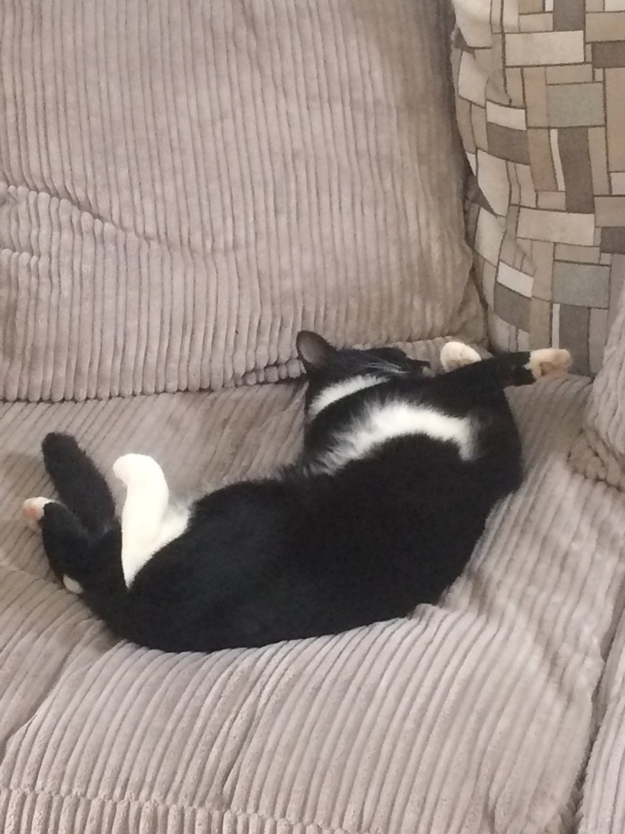 elzejeff's tweet photo. Think I need to try yoga poses inspired by our cat #catyoga #longcat #alwaysstretching https://t.co/5TMw4qTMP4