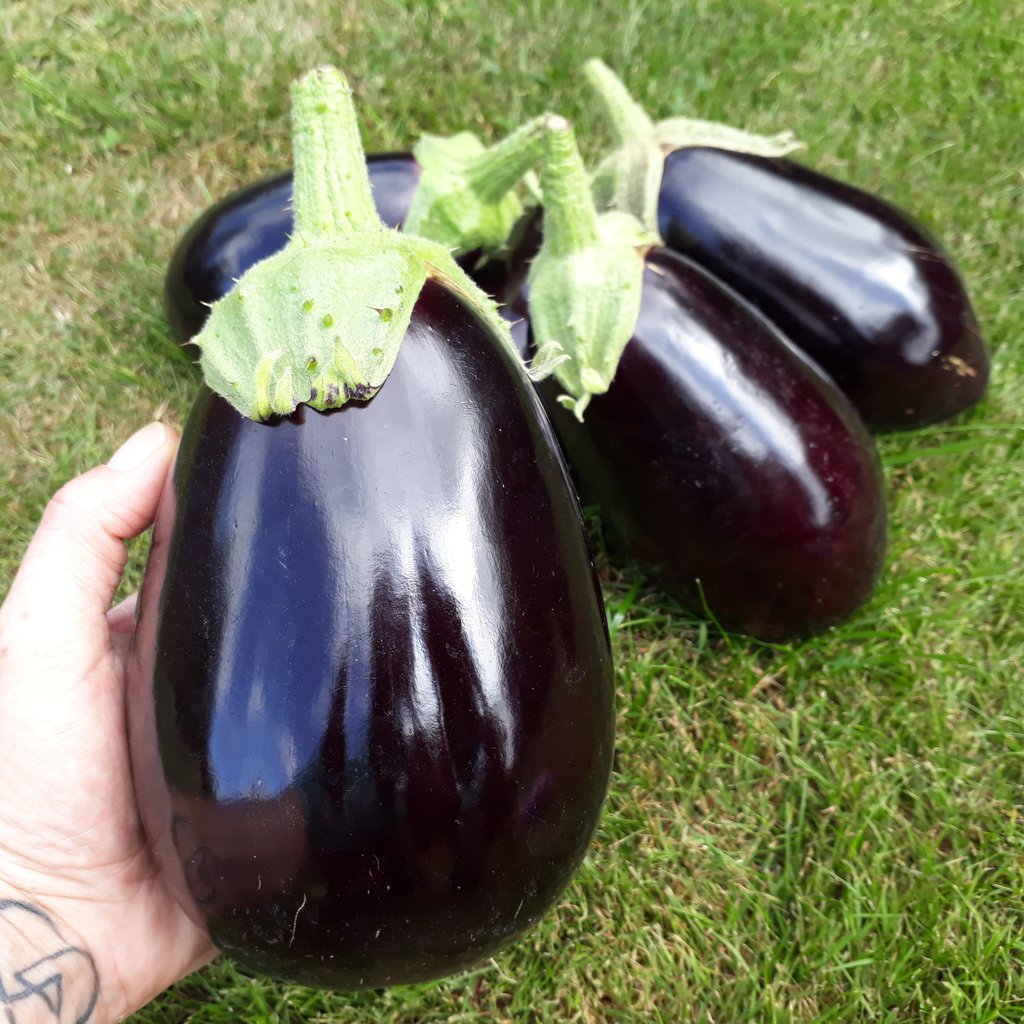Well this variety of Aubergine is proving very reliable and a fantastic croper Aubergine F1 'bonica' this pile of aubergines weights in at 1k750g. Would highly  recommend this variety 😊👍🏼

@MolesSeeds