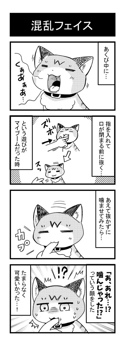 混乱フェイス #漫画 #猫 #4コマ #エッセイ #実録漫画 https://t.co/ZKttBlfxFP 