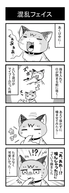 混乱フェイス #漫画 #猫 #4コマ #エッセイ #実録漫画 https://t.co/ZKttBlfxFP 