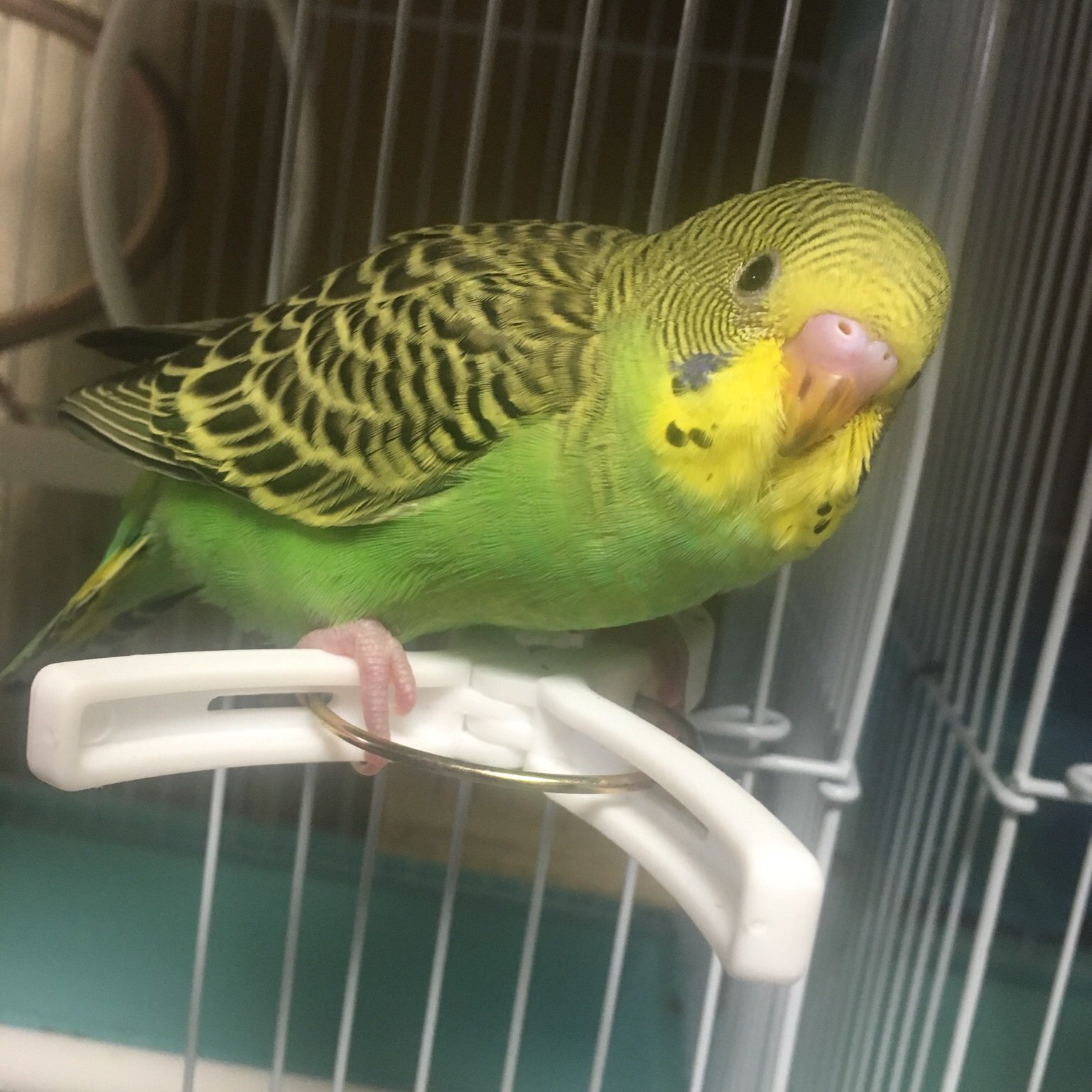 たかさごや インコ専用 里親募集は休止中 Ensatooya Twitter