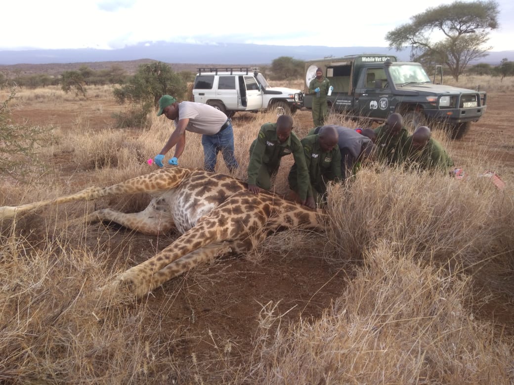 KWSKenya's tweet photo. On the afternoon of 2nd August, a female giraffe with an indwelling  spear was reported to our Amboseli  vet team. The vet team, together with help from Olgulului Community rangers promptly visited the Ongata area where she was spotted.  #SavingLives https://t.co/ykfFKlGPh7
