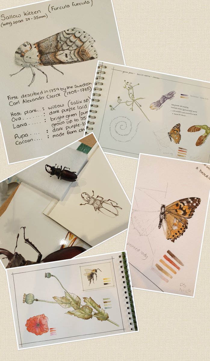 Such a wonderful experience teaching the Wildlife Garden Sketchbook course @DWTKingcombe An array of work produced by talented artists and a good amount of #wildliferecording going on too @DorsetWildlife @BatConservation @savebutterflies #mothsmatter