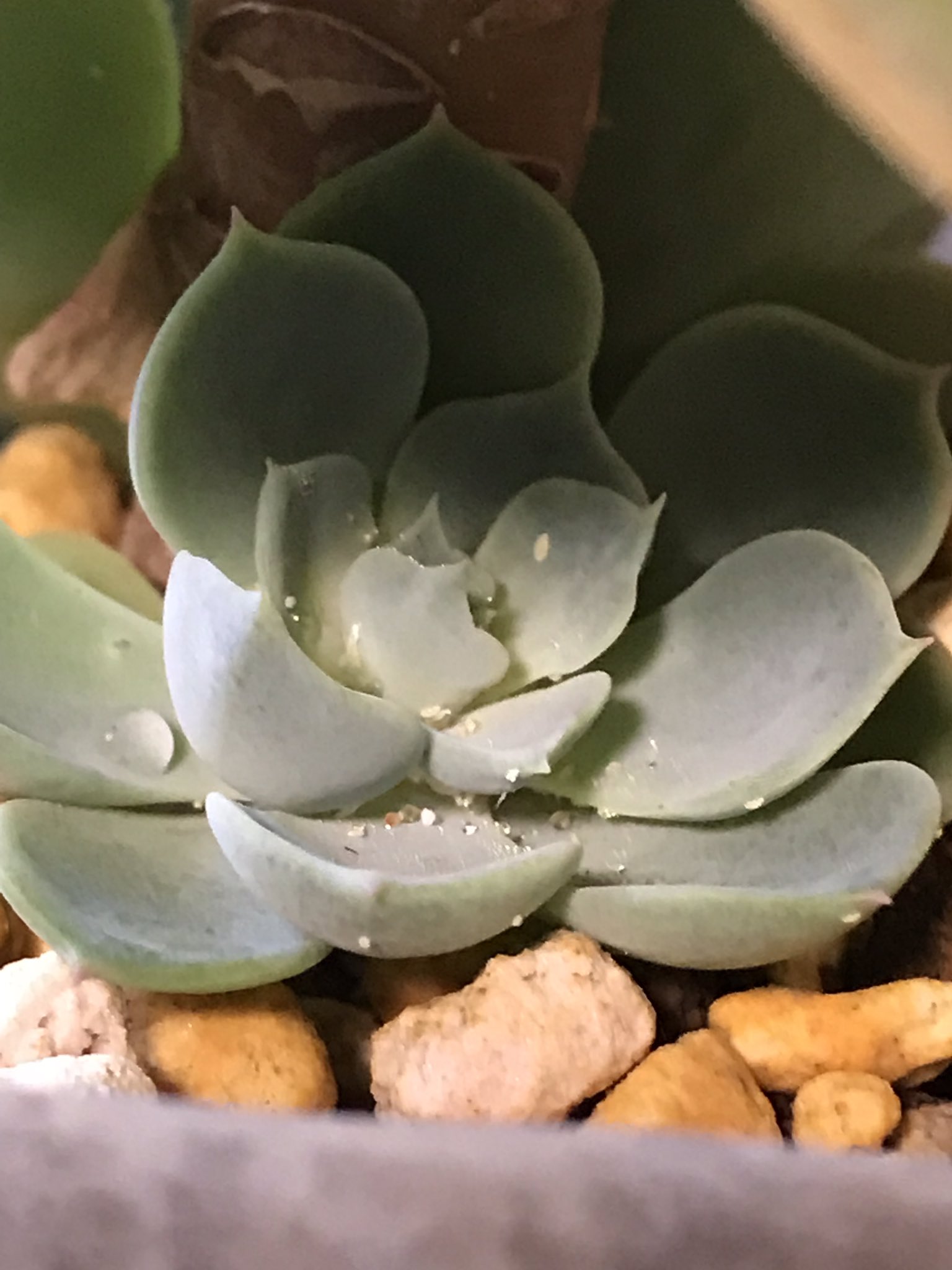 よしこ 虫注意 ところでこの多肉の葉っぱや中心部にビシ と付いてる白いちっさい虫 は何でしょうか 今のところ付いてるだけだけど気持ち悪いから取りたい D 多肉植物 白い虫 七福神