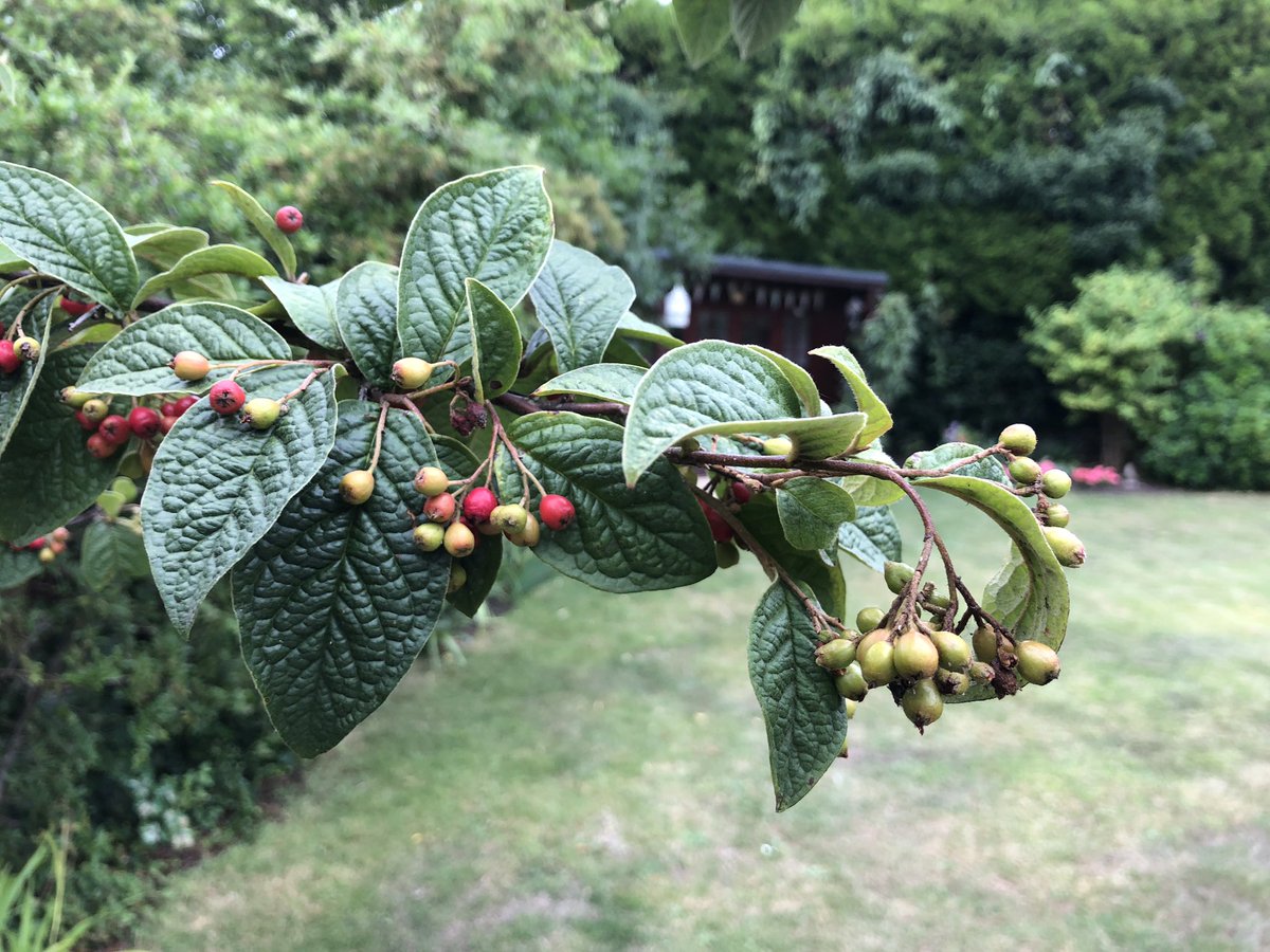 ThegardenerRob's tweet image. #namethatplant  what is this shrub/ tree any clues appreciated