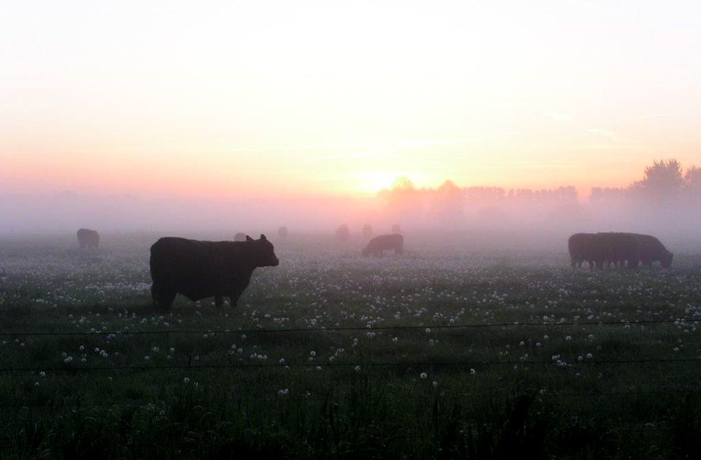 Meat Bringer tweet media