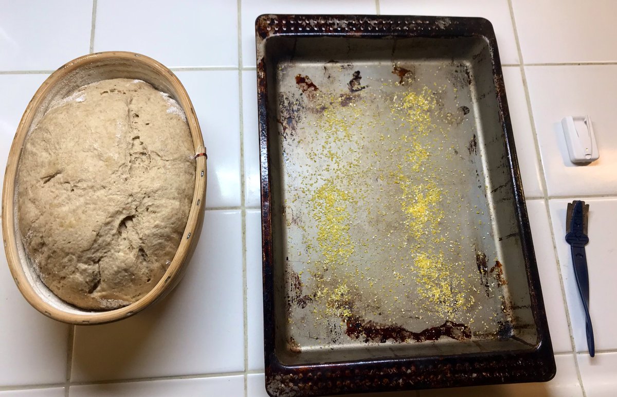 This crazy ancient dough fermented and rose beautifully. Here it is in the basket, just before being turned out to bake. The ancient Egyptians didn’t bake like this- you’ll see- but I need to get a feel for all this so I’m going conventional for now.