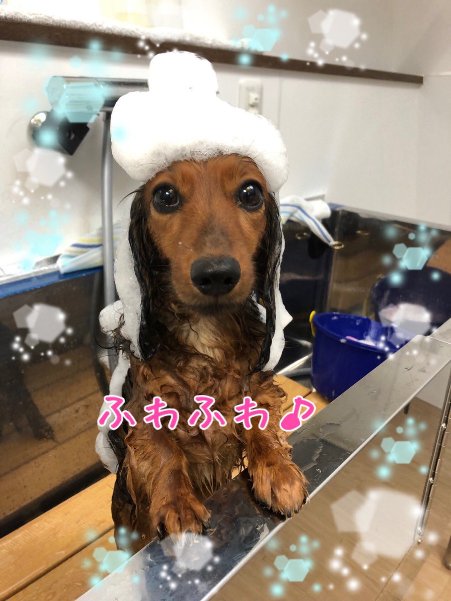 Ciao シャンプーしてサッパリしました しつけ教室 犬の幼稚園 ドッグトレーナー ドッグスクール 中野 ミニチュアダックス Mix ビーグル シャンプー