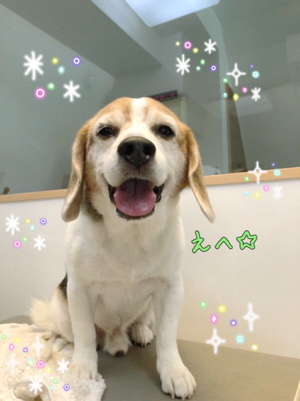 Ciao シャンプーしてサッパリしました しつけ教室 犬の幼稚園 ドッグトレーナー ドッグスクール 中野 ミニチュアダックス Mix ビーグル シャンプー