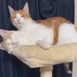 暑さで幽体離脱したと勘違いした!本当だ・幽体離脱してる(笑)