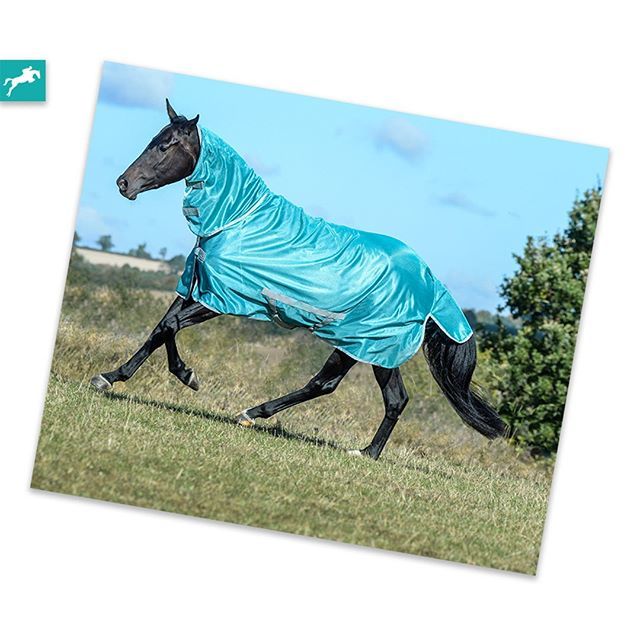 equestperform's tweet photo. Warm weather is prime time for fly eggs to hatch and for the young mature at their fastest rates. So stay protected with our customer favourite - Bucas Freedom Fly Rug. ✅ https://t.co/aquFSlDazH