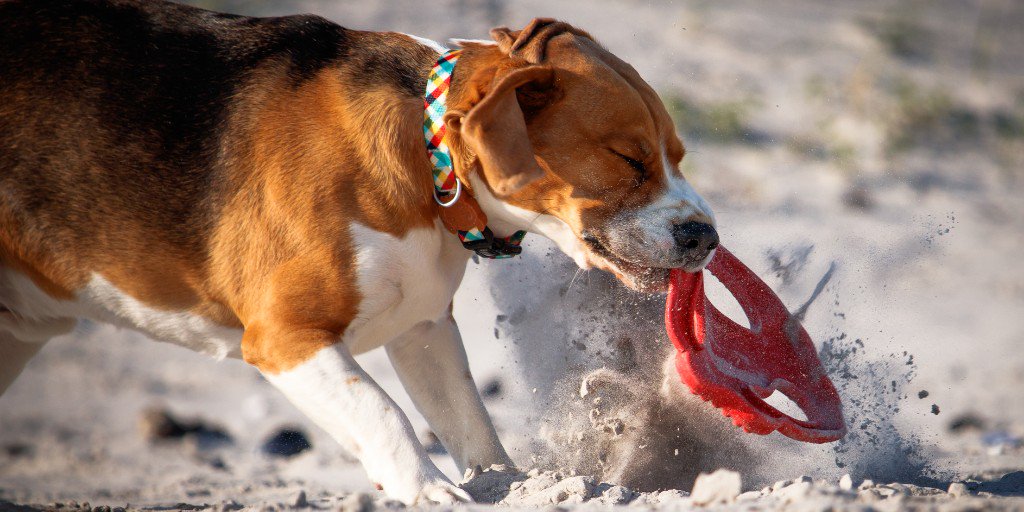 BeagleInMind's tweet photo. Is your hound the star of the show? Or the class clown? Are they front cover material? Send us your pics and we might put YOUR baby on our next magazine, calender or notebook!

📸Shuttermutts Pet Photography 
#beagleinmind #beautifullittleweirdos https://t.co/fjXCmFwFQz