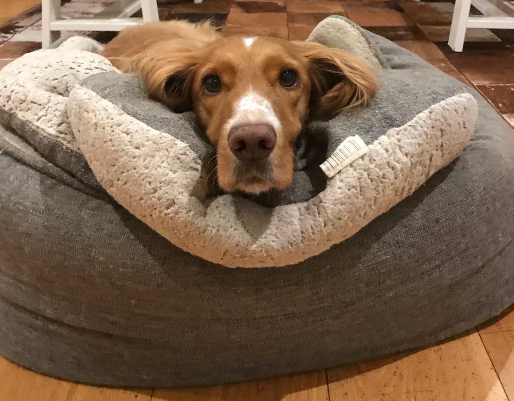 It's #WorkLikeADogDay today but our #officedog Tilly isn't looking wildly keen is she?!
Have you got any #MondayMotivation tips for her?

#workingdog #bringyourdogtowork #mondaymorning #officedogsoftwitter #goldencockerspaniel