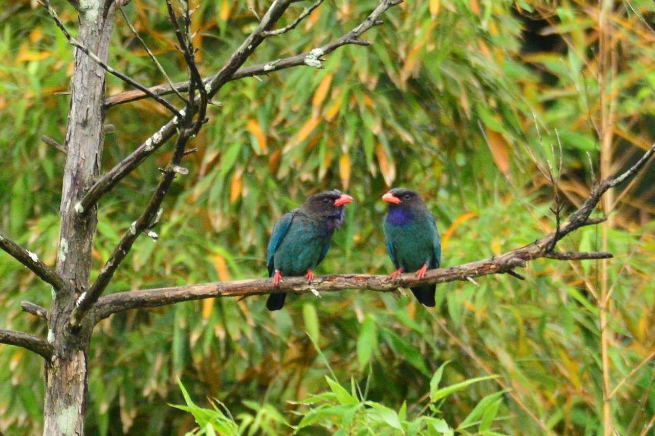 鹿児島市平川動物公園 いちき串木野市の有村様からブッポウソウ の写真データを頂きました この美しい姿から 仏 法 僧 と高貴な鳴き方をしているのはこの鳥だと信じられて名付けられたのですが 本当はコノハズクの鳴き声 ブッポウソウ とは鳴か