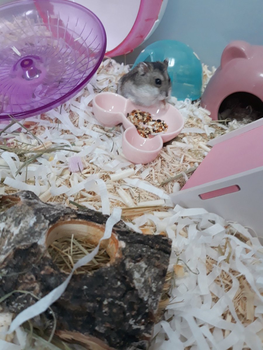 밀웜부는 둔둔쥐