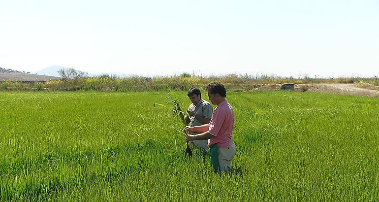huerta_digital's tweet photo. #ArrozOrEx comienza a usar su app para implementar la trazabilidad e identificar el origen del #arroz de Extremadura 📱🌾 https://t.co/rKxO3JKDBf ➡️ @CoopsAgroES https://t.co/AFysps1sUP