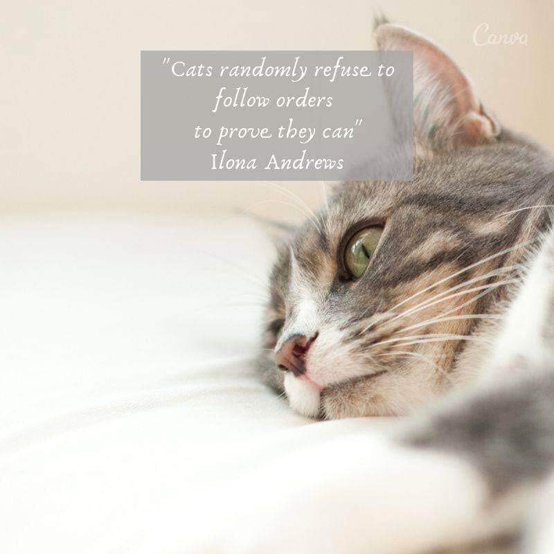 CosyPosts's tweet photo. Have a good week guys! 
Here's your #CosyQuote for this one, to cheer you up a little bit 😁😁😁 Although to say "randomly" may be an understatement... we would like to say CONSISTENTLY... 😹😹😹 What's your experience with regards to your cats following orders? 😽😽😽 #Cosyposts https://t.co/pWkVcbDF2Q
