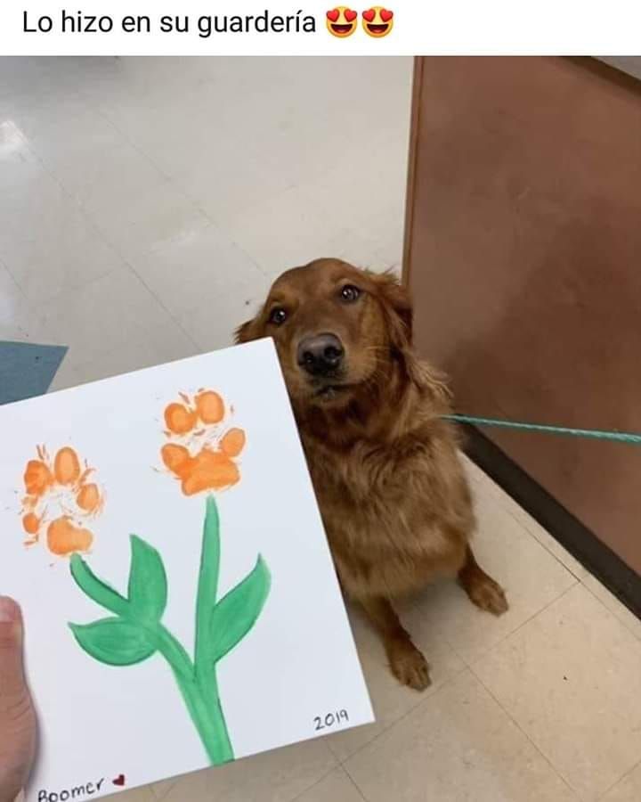 Esta súper orgulloso de su dibujo 😘 😘 
#mascotaplanet #tiendadeanimales #todoloquetumascotanecesita #perros #guarderiacanina #superfeliz #empezamoslasemanaatope #felizlunes