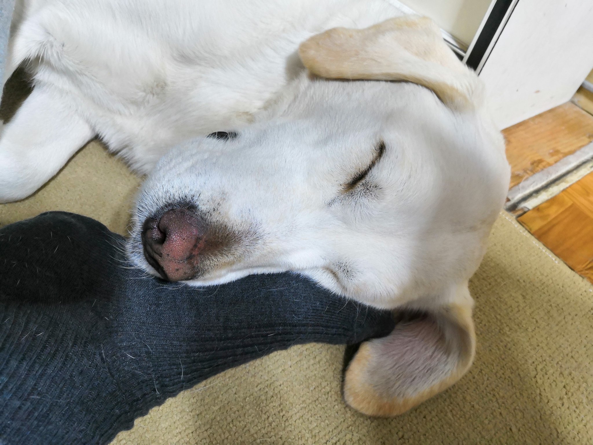 Simon Sin なおその 不服従 ができずに盲導犬試験に落第して家庭犬として第二の人生を送っている犬がこちらです 人の足を枕にするな T Co Vpskmnt6kh Twitter