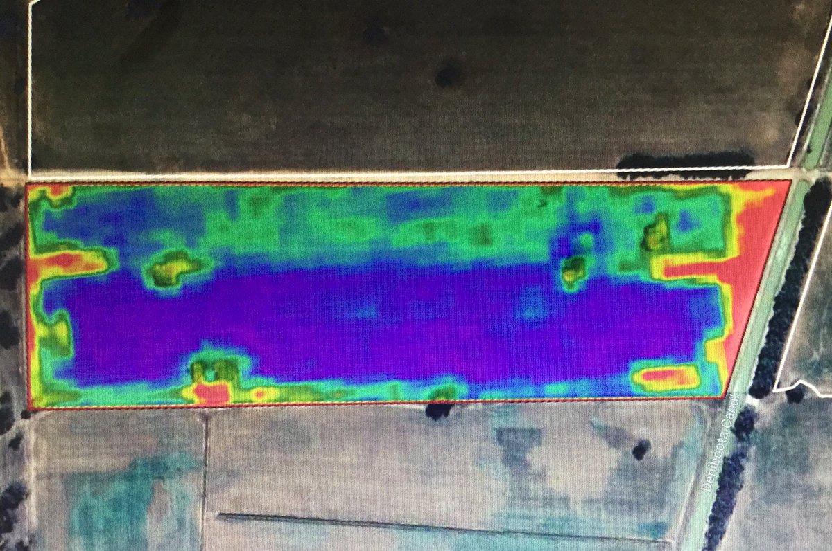 Both varieties performing well in the paddock; using Decipher to compare biomass has #HYOLA 580CT ahead. Hoping for a kind finish to reach the current yield potential. @pacseedswinter @DecipherAgTech