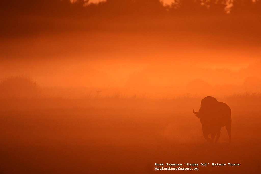 Marsz! #PuszczaBialowieska #BialowiezaForest #Zubr #EuropeanBison #unescoheritage