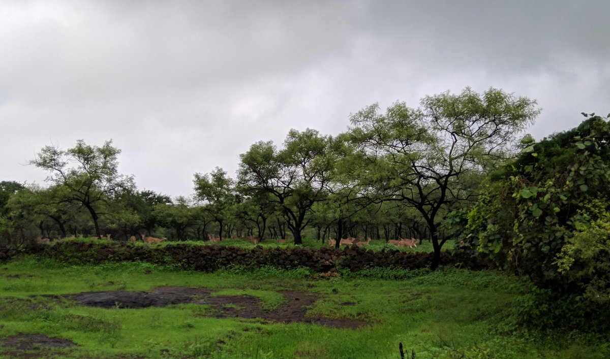 dhananjaybhuva's tweet image. A beautiful weekend in gir forest.
#zeroedit #nature #GirNationalPark #Lion #deer #forest