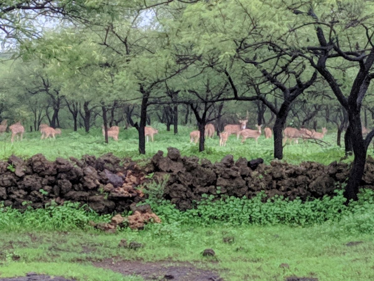 dhananjaybhuva's tweet image. A beautiful weekend in gir forest.
#zeroedit #nature #GirNationalPark #Lion #deer #forest
