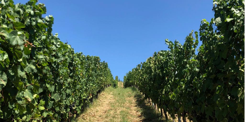 Monday morning you sure look fine!

#fleetwoodmac #vineyard #wine #vineyardview #tuscanview #vignano #malbec #organic #sustainable #biodiversity