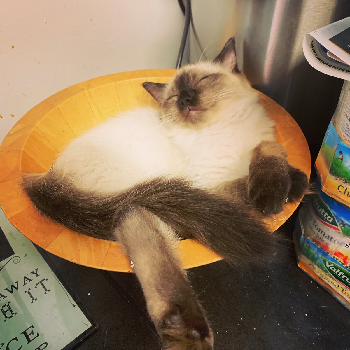 Hmmm, should have been quicker putting fruit in the bowl. My fault for leaving it empty and turning my back #growwhatyoueat #growingfruit #ragdollcat #catsofinstagram #catoftheday