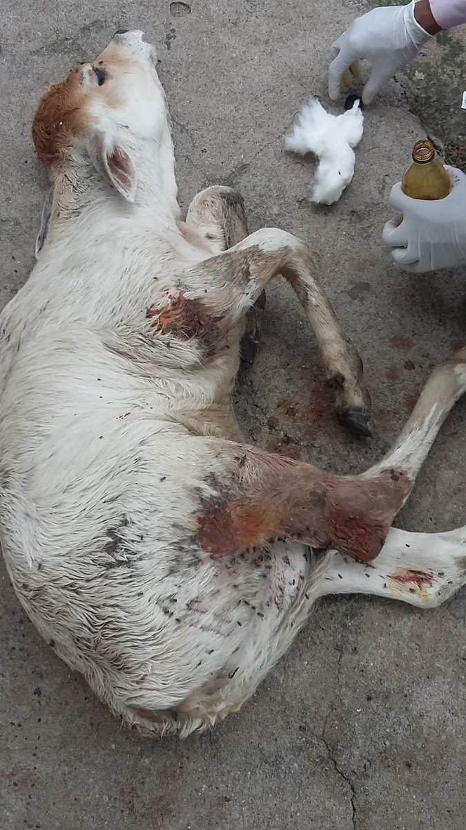 jeevaashraya's tweet photo. #case5 #monday 
Caller name: Piyush Srivastava
Location: Vastu khand gomti nagar
Case: Calf (dog bite)
Today we got a call informing our team about this case. The calf was bitten by stray dogs of the locality. https://t.co/UDTgGLXtya