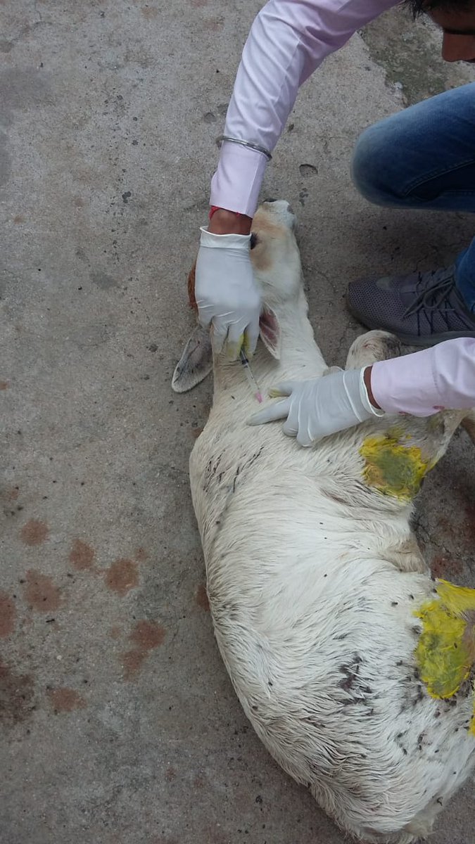 jeevaashraya's tweet photo. #case5 #monday 
Caller name: Piyush Srivastava
Location: Vastu khand gomti nagar
Case: Calf (dog bite)
Today we got a call informing our team about this case. The calf was bitten by stray dogs of the locality. https://t.co/UDTgGLXtya