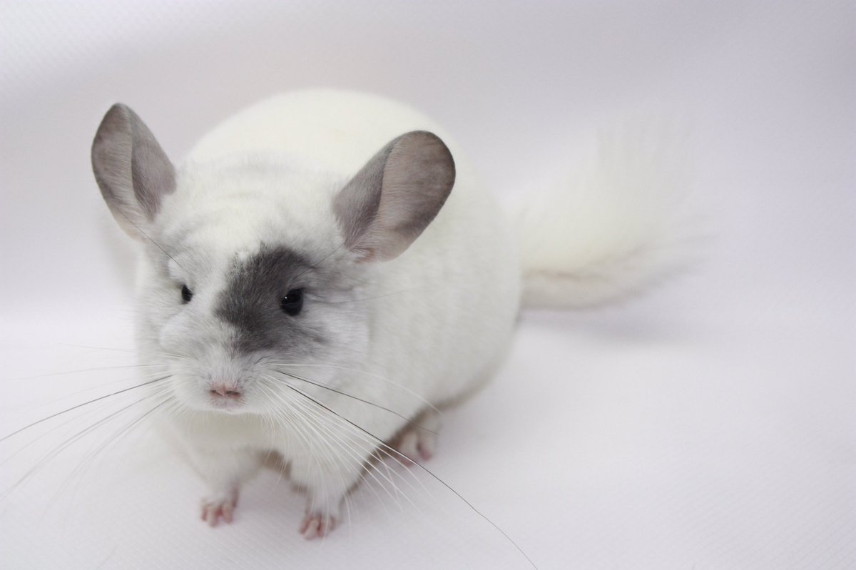 all white chinchilla