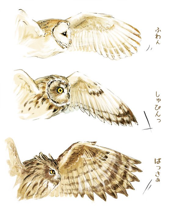 #OwlAwarenessDay 

今日はフクロウ啓発、意識向上の日。
今住んでる所、裏が森&神社なので、たまーに耳を澄ませばフクロウのさえずりが聞こえるのです🦉
フクロウの美しさや、その地域に野生のフクロウがいる幸せをかみしめながら、いっぱいフクロウ描いた絵をば。 