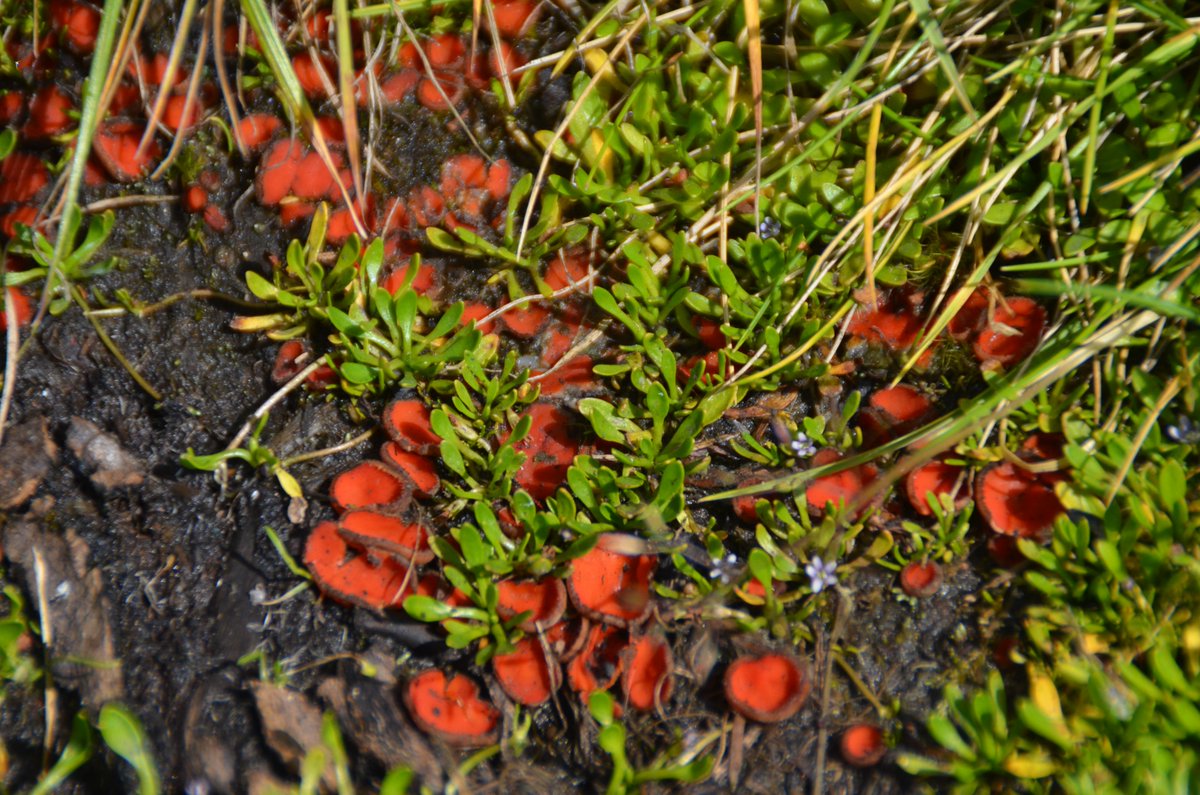 Just some of the most striking fungi we encountered in the #Rwenzori mountains (06/19). The #Cordyceps turning the moth into a droopy cave ceiling is my absolute favourite. More specific IDs are welcome!
#Fungi #Ascomycota @tessa_desi