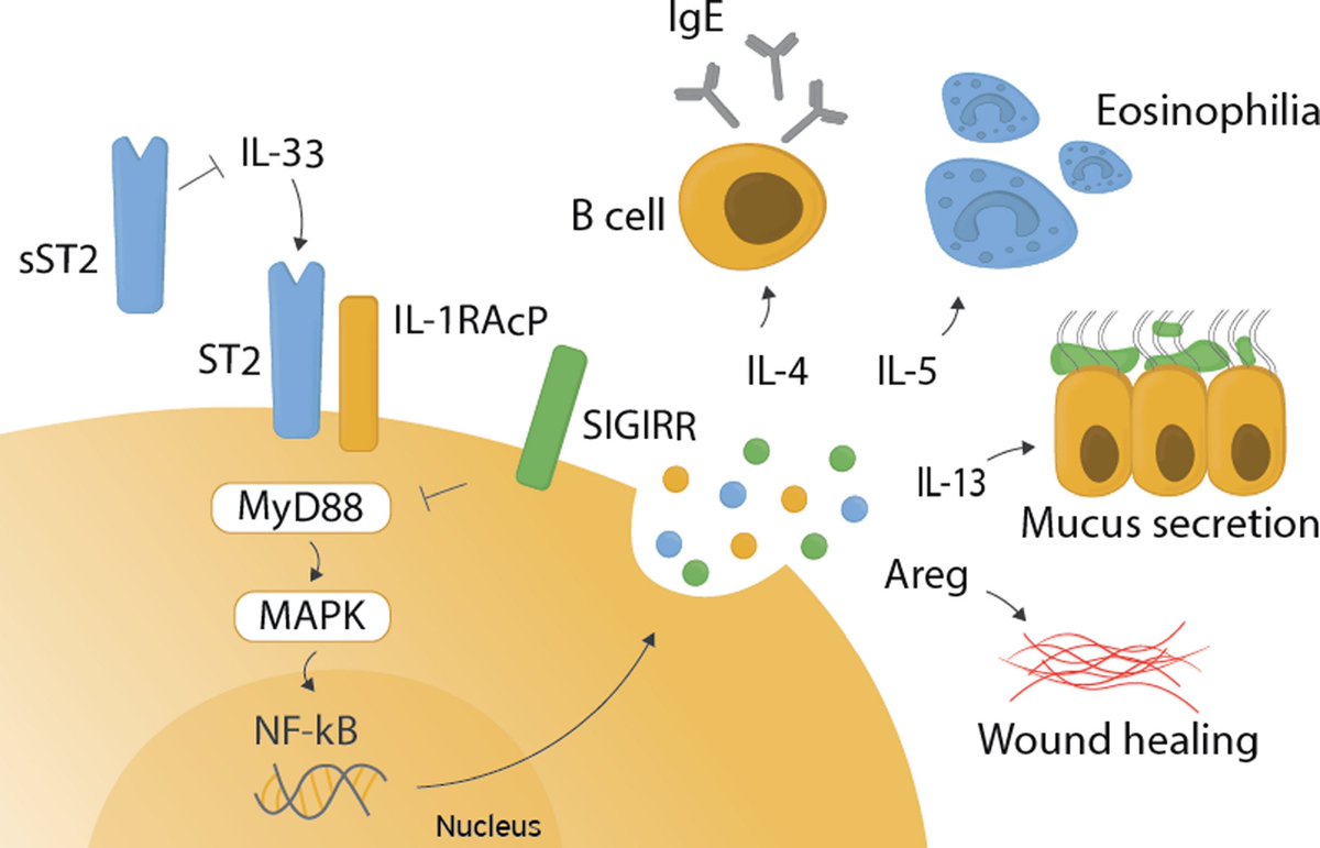 book immunoregulatory semaphorin