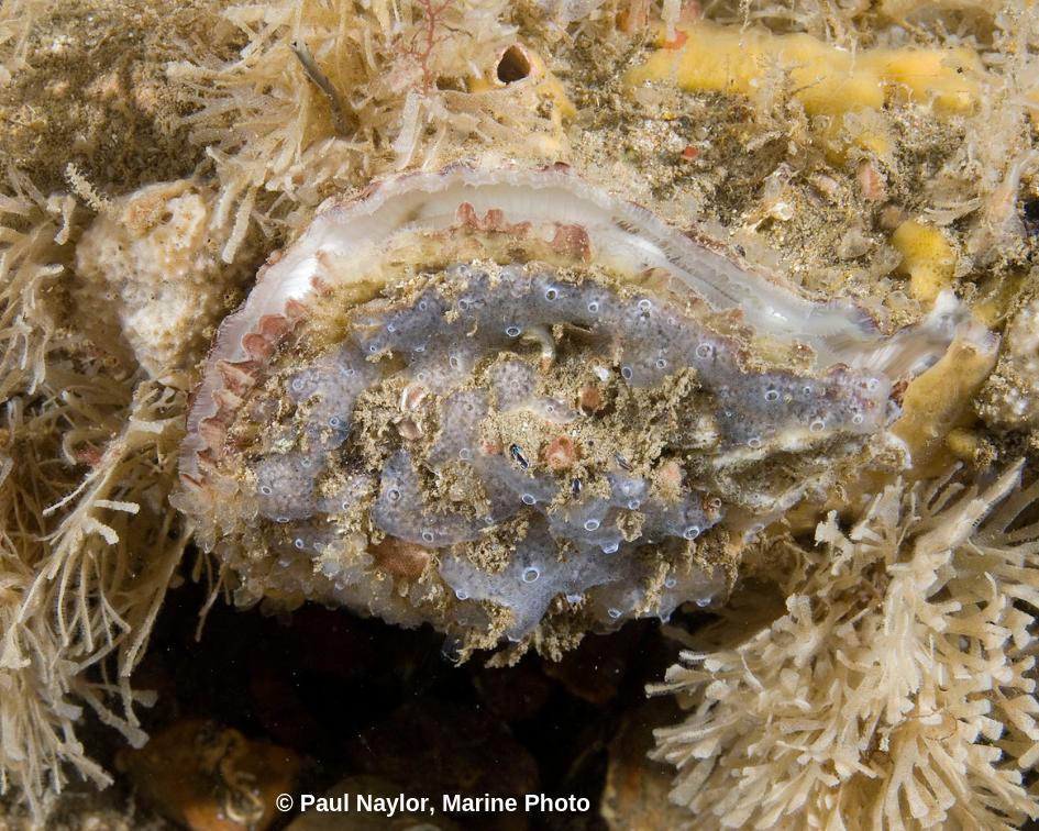 Native Oyster Network - UK & Ireland tweet media