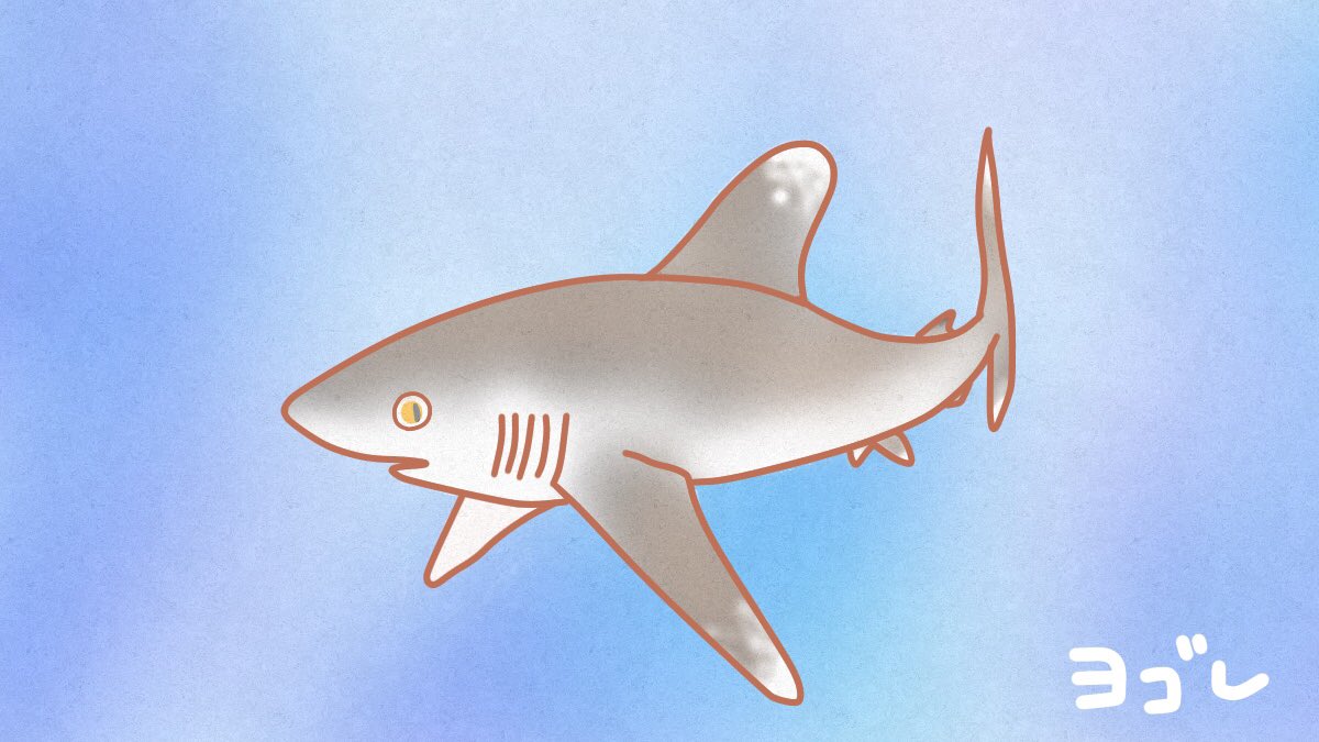 けいこっとん サメ展the Deep 高円寺ギャラリーharu ヨゴレ 初めてその名前を図鑑で見たときは すごい名前だなと思いました 英語だと Oceanic Whitetip Shark で かっこいいんですが サメの名前って 不思議です Shark Illustrations